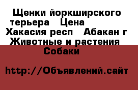 Щенки йоркширского терьера › Цена ­ 14 000 - Хакасия респ., Абакан г. Животные и растения » Собаки   